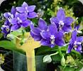 Phal. Lioulin Blue Star
